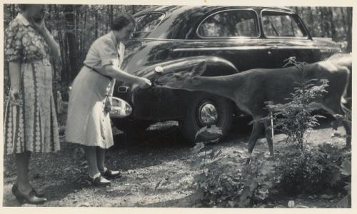 1941 July Mother Davids, Mother Wolf and 