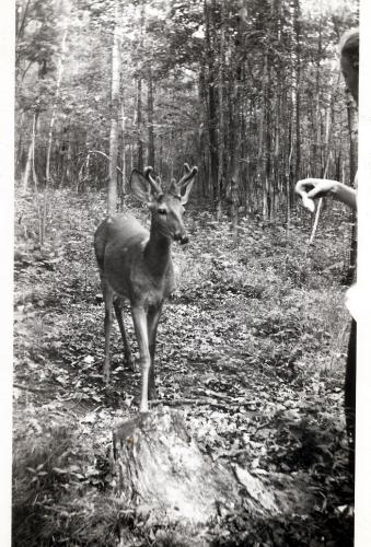 1942 Rosie's Frank Buck